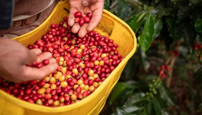 コーヒー豆を収穫する風景