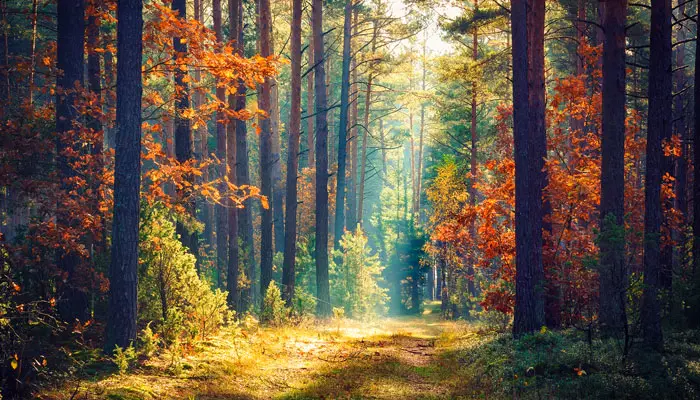 秋の森の景色