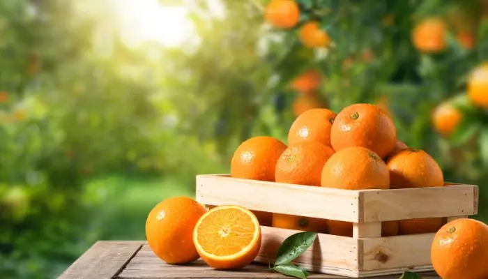 果樹園と、木箱に入ったたくさんのオレンジ